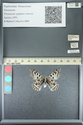 Media type: image;   Entomology 184670